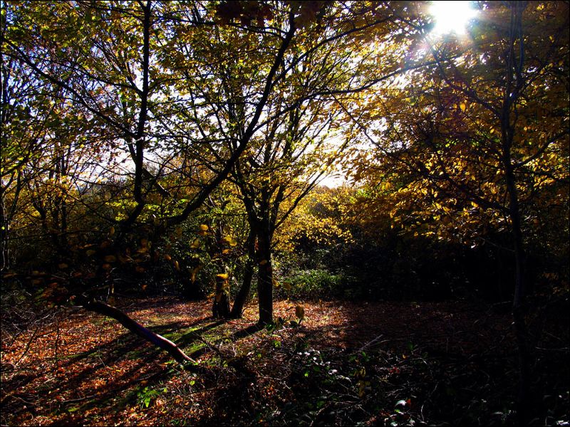 gal/holiday/Warnham Woods Autumn Walk 2006/Warnham_Woods_Autumn_Walk_IMG_2649.JPG